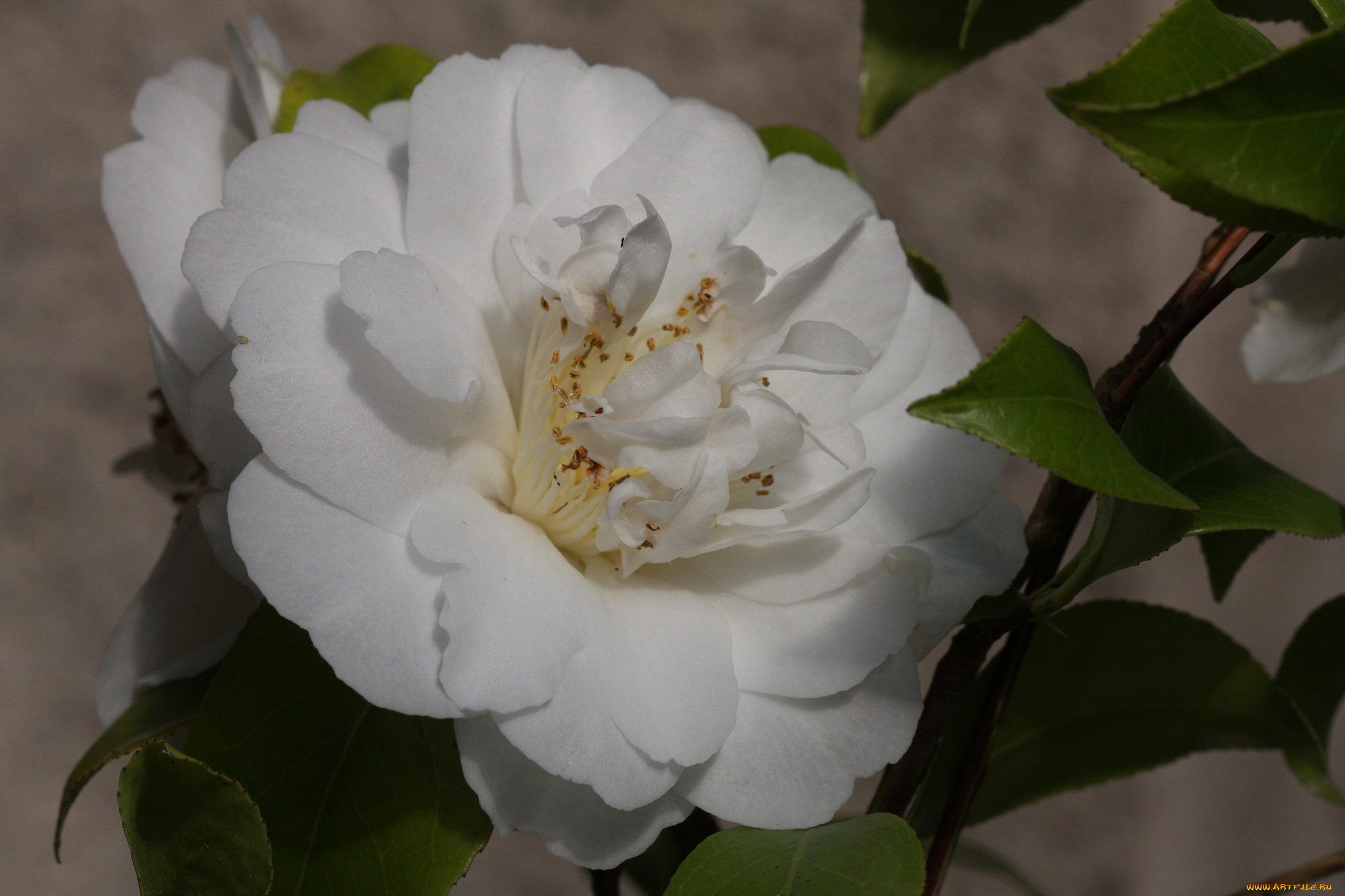 , , leaf, , camellia, , , , , shrubs, flowering, bud
